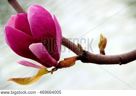 Beautiful Pink Magnolia In Goztepe Park In Istanbul, Turkey