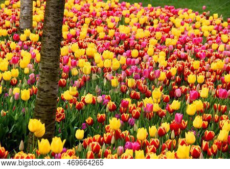 Thousands Of Bright Yellow, Pink And Red Tulips At Goztepe Park During The Tulip Festival In Istanbu