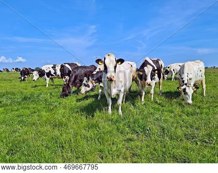 Cows In The Meadow In Spring In Friesland The Netherlands