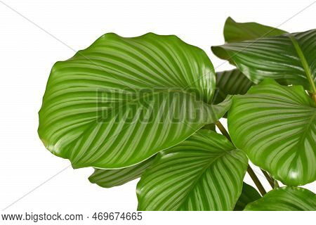 Large Striped Leaf Of Exotic 'calathea Orbifolia' (botanic Name)  Prayer Plant Houseplant On White B