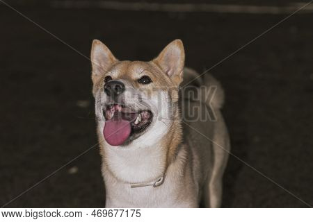 Japanese Dog Shiba Inu Puppy Looking Happily At The Camera