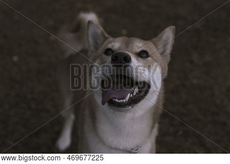 Japanese Dog Shiba Inu Puppy Looking Happily At The Camera