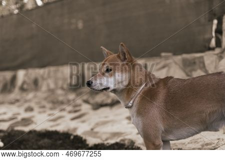 Japanese Dog Shiba Inu Puppy Looking Happily At The Camera