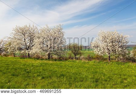 Flowering Cherry Trees In Latin Prunus Cerasus With Beautiful Sky. White Colored Flowering Cherrytre