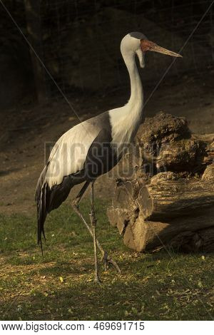 The Wattled Crane (grus Carunculata) In Zoo.