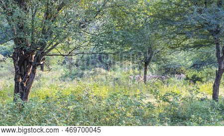 Sprawling Trees And Lush Grass Grow In The Jungle. A Family Of Axis Spotted Deer Is Resting In A Sun