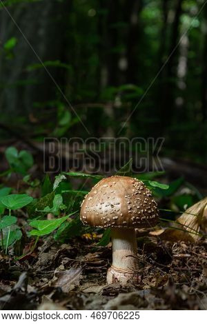 This Mushroom Is An Amanita Rubescens And It Grows In The Forest.