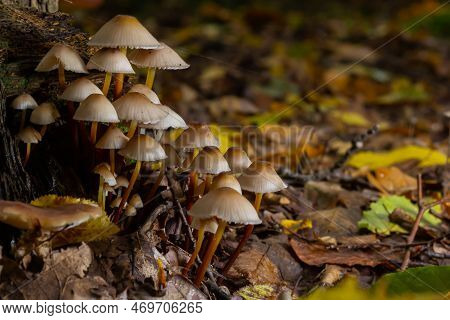 The Common Bonnet Mycena Galericulata Is An Inedible Mushroom , An Intresting Photo.