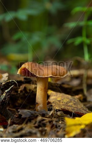 Gymnopus Hariolorum Mushrooms On The Old Stump.