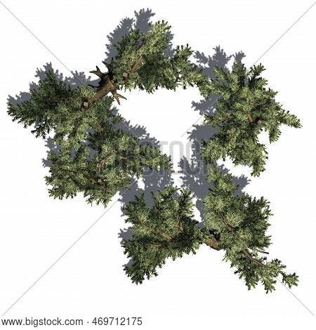 Cedar Of Libanon Trees With Shadow Isolated On White Background - Top View - 3d Illustration