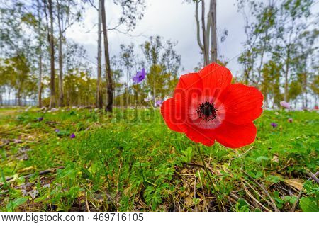 View Of Colorful Anemone Wildflowers In A Eucalyptus Grove, Near Megiddo, Jezreel Valley, Northern I