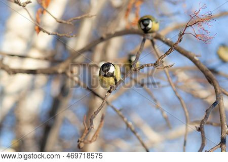 A Beautiful Little Titmouse Sits On A Branch In Winter And Flies For Food. Other Birds Are Also Sitt