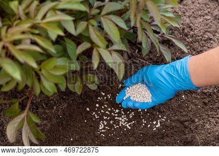 Applying Fertilizer Under Big Green Beautiful Bush Of Flowers Before Bloom. Fertilizing Plants In Sp