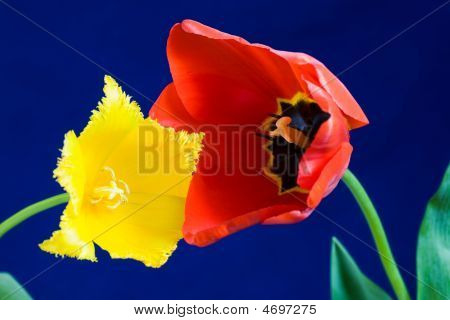 Dvě tulipány