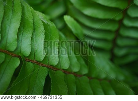 Close-up Macro Bright Green Leaves Fern Texture Tropical Forest Plant In Soft Focus Background.biolo
