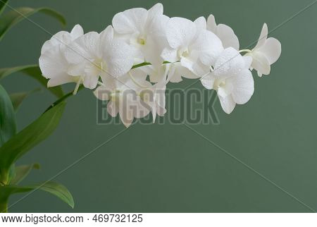 Close-up Macro Soft Focus Water Drop On Petal White Orchid Flower Tropical Forest Plant Blossom Dark