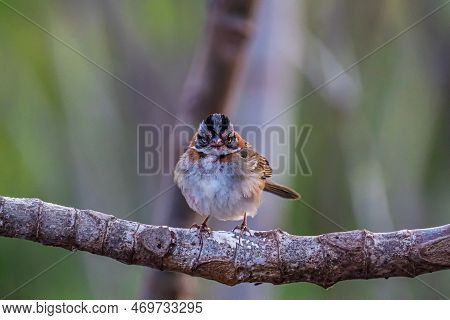 Little Tico-tico Bird Perched On A Branch With A Green Background