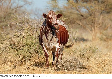 A Free-range Sanga Cow - Indigenous Cattle Breed Of Northern Namibia, Southern Africa