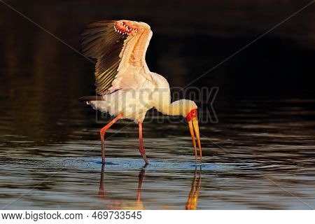Yellow-billed Stork (mycteria Ibis) Foraging In Shallow Water, Kruger National Park, South Africa