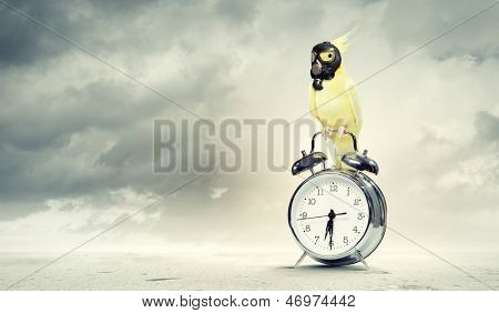 Immagine del pappagallo giallo in maschera antigas seduto sulla sveglia. Concetto di ecologia