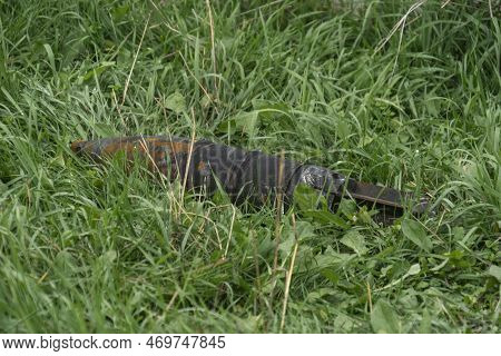 Unexploded Tank Projectile Lies In The Green Grass. Terror Of The Civilian Population. War In Ukrain
