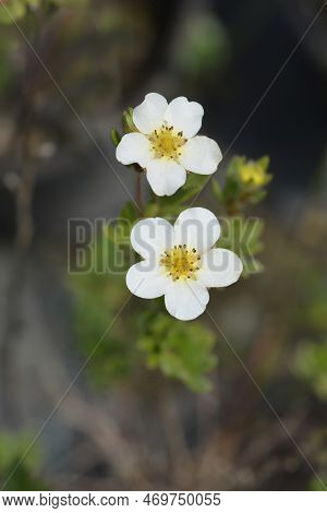 Shrubby Cinquefoil Abbotswood Flowers In The Garden