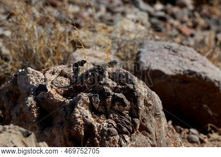 Close Up Of A Lizard In The Mountains Of Texas, Usa