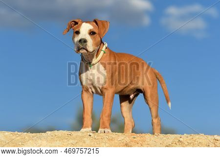 A Pit Bull Terrier Puppy Playing In The Field