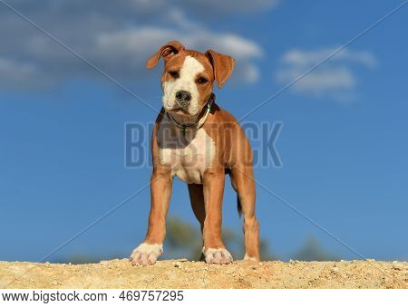 A Pit Bull Terrier Puppy Playing In The Field