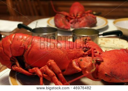 langosta roja