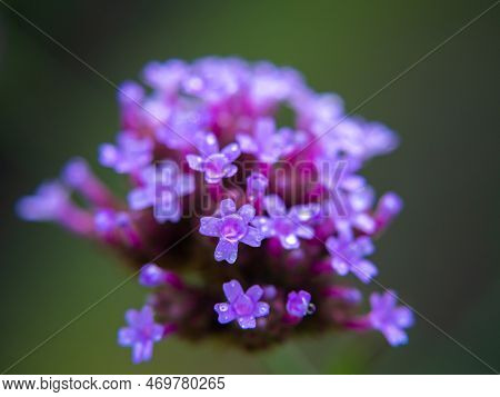 The Purpletop Vervain Is In Full Bloom. Natural Blur Background.