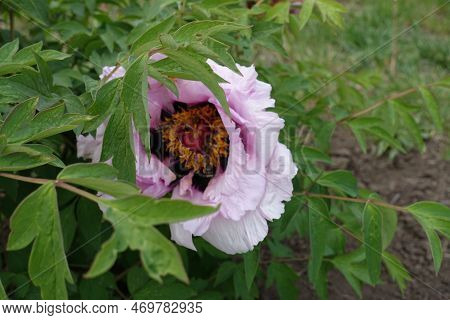 Light Pinkish White Flowers In The Leafage Of Tree Peony In May