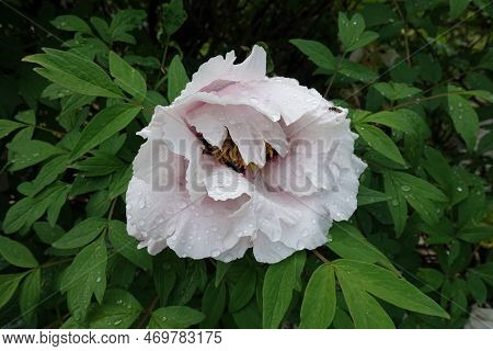 Pale Pinkish White Flower Of Tree Peony With Dew In May