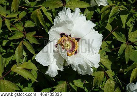Single White Flower Of Tree Peony In April
