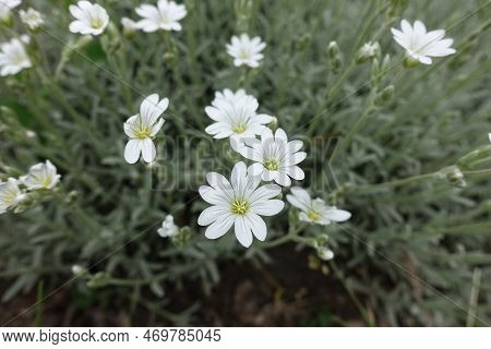 Close View Of White Flowers Of Cerastium Tomentosum In Mid May