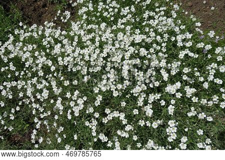 Top View Of Blossoming Cerastium Tomentosum In Mid May