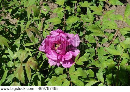 One Pink Flower In The Leafage Of Tree Peony In April