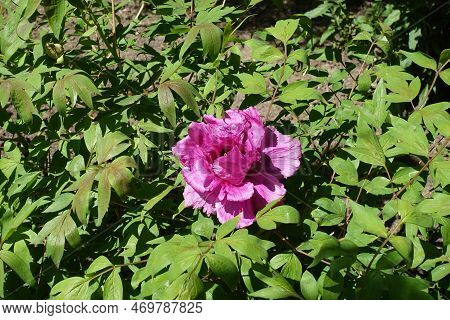 Single Magenta Colored Flower In The Leafage Of Tree Peony In April
