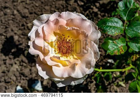 Photography On Theme Beautiful Wild Growing Flower Rose