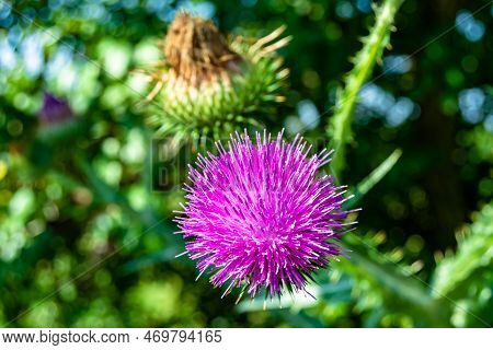 Beautiful Growing Flower Root Burdock Thistle On Background Meadow