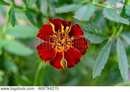Fine Wild Growing Flower Marigold Calendula On Background Meadow