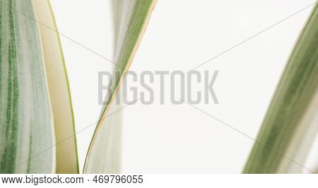 Close Up Macro Sansevieria Trifasciata Cv Pattern Leave Texture Abstract White Background.leaf Minim