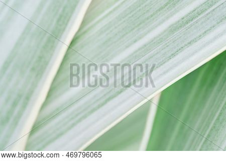 Close Up Macro Sansevieria Trifasciata Cv Pattern Leave Texture Abstract Background.leaf Minimal Des