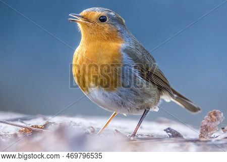 A Robin Songbird Looking For Food On The Ground In Winter In The City Forest Of Frankfurt In Hesse, 