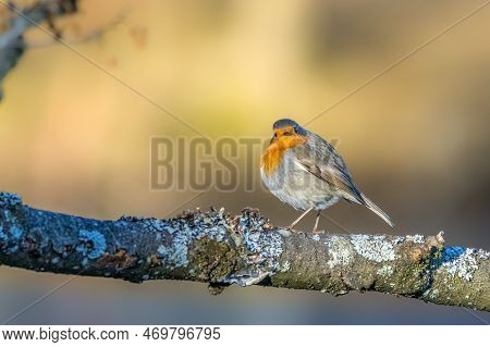 A Robin Songbird Looking For Food In Winter, Sitting On A Branch Of A Tree In The City Forest Of Fra
