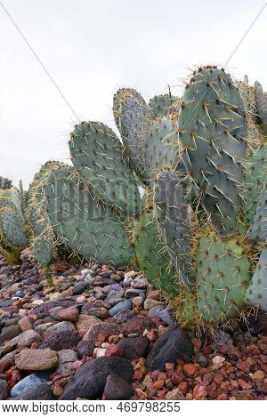 Sharp Spines Sticking Out All Over Green Pads Opuntia (also Known As Nopal) Cacti Growing In Arid Xe