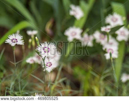 White And Pink Flower Dianthus Hyssopifolius Growing In Mountains. Flower Of The Carnation Dianthus 