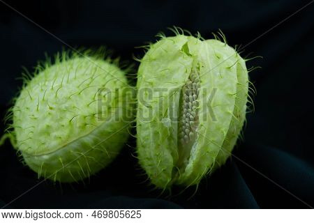 The Funny Plant Asclepias Moby Dick Blumigo