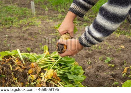 Mens Hands Unscrew The Tops Of Sugar Beets. Ingathering