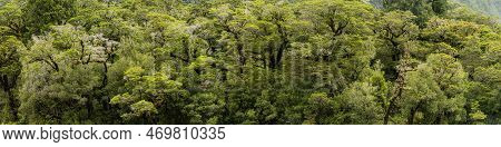 Panoramic View Of The Tree Canopy Above The Cleddau River At Milford Sound In New Zealand
